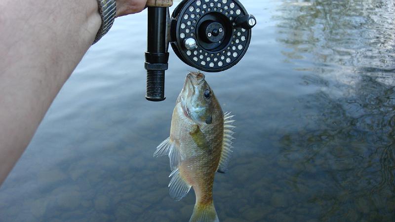 Trout in disguise up close.JPG